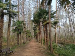 -合肥滨湖国家森林公园