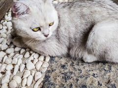 -喵屿·大理花园猫咖