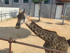 -西霞口神雕山野生动物世界