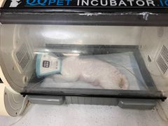 -瑞派宠物医院·CT影像中心·猫友好医院(奥城店)