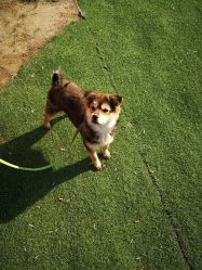 -萌宠亲子动物乐园(槐房万达店)