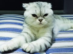 -喵的天空名猫咖啡馆·撸猫·猫舍·用品