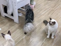 -李小姐の猫咖啡馆(五角场店)