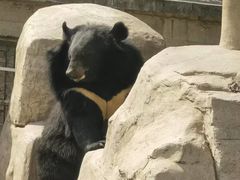 -石家庄市动物园