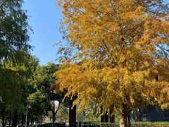 -春花秋色城市公园