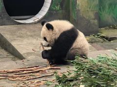 -中国大熊猫保护研究中心雅安碧峰峡基地