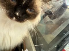 -共舞时光猫咖·狗咖(新街口店)
