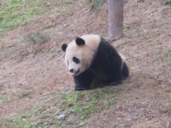-都江堰中华大熊猫苑