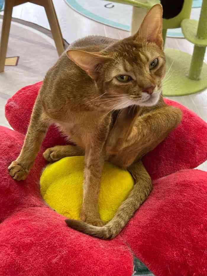 miumiu猫吧猫咖·桌游-"【项目】食品用品这家店就在博联广场附近.