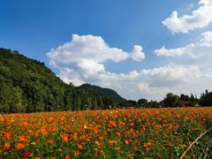 -贵阳市花溪国家城市湿地公园