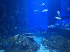 -西安曲江海洋极地公园