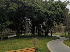 -神仙树公园