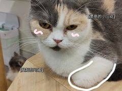 -楼上猫咖(罗湖店)