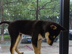 -瑞派康怡24h宠物医院·犬猫医疗中心·微创绝育(瑞景分院)