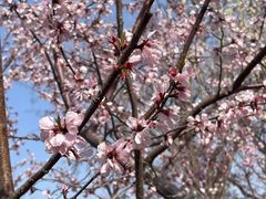 -桃花堤公园