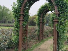 -上海滨江森林公园