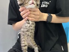 -佳怡动物医院·平价24小时·猫专科骨外科