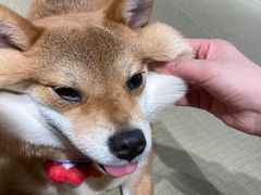 -逗柴咖啡屋·狗咖猫咖宠物桌游