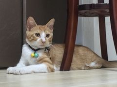 -伟伟宠物医院·CT影像中心·瑞派犬猫综合性门诊(汉口总院)