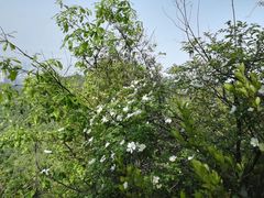 -铁山坪森林公园