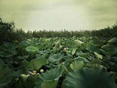 -下渚湖国家湿地公园科普馆