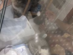 -COLOR PETS 撸猫馆·购猫·猫咖(长风大悦城店)