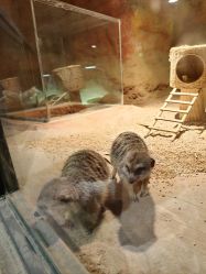 -酷嗒动物文化乐园(cutezoo西溪乐天城店)