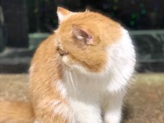 -more than meow吴止猫主题餐厅(承德 中船汇店)