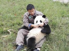 -都江堰中华大熊猫苑