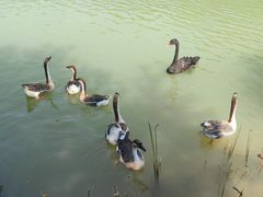 -广州白江湖森林公园