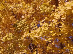 -爱康国宾体检中心(北京航天桥光耀东方分院)