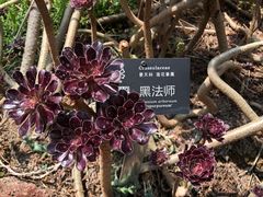 -昆明植物园