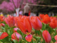 -花溪公园