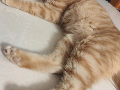 -宠福鑫康馨动物医院·骨科·眼科