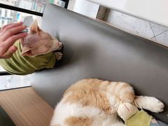 -喵园·猫主题咖啡厅·撸猫·猫咖(国贸店)