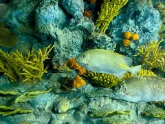 -上海海洋水族馆