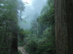 -天目山大树王景区