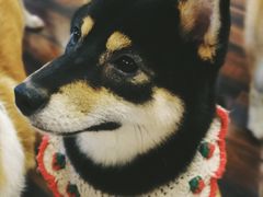 -豆柴町-柴犬主题狗咖(红鼎国际C座店)