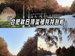 -合肥滨湖国家森林公园