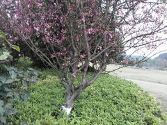 -铁山坪森林公园