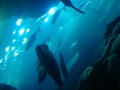 -迪拜水族馆及水下动物园