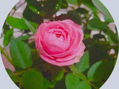 -双季花艺园艺市场(浦东店)