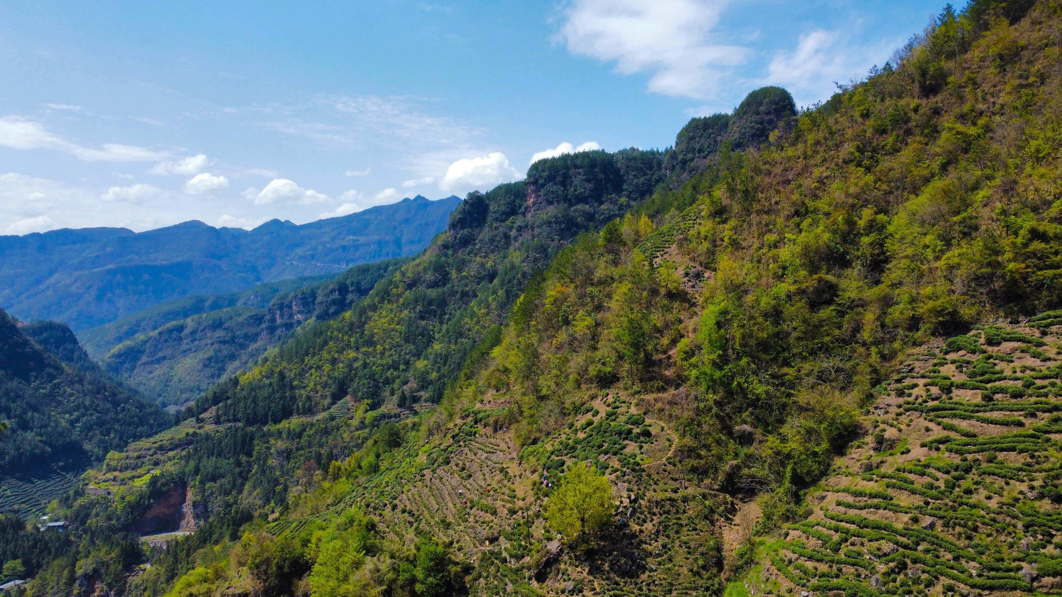 作响
无人机在山涧飞行都备受影响
好在茶山的风景秀丽
还有