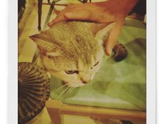 -猫色咖啡·猫咖