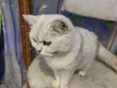 -平行世界·猫咖(首经贸店)