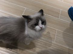-momokira米努特·德文卷毛猫·棉花面纱犬