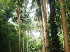 -中国科学院西双版纳热带植物园
