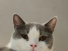 -飞行喵MR PILOT|猫舍·猫咖(静安大融城店)