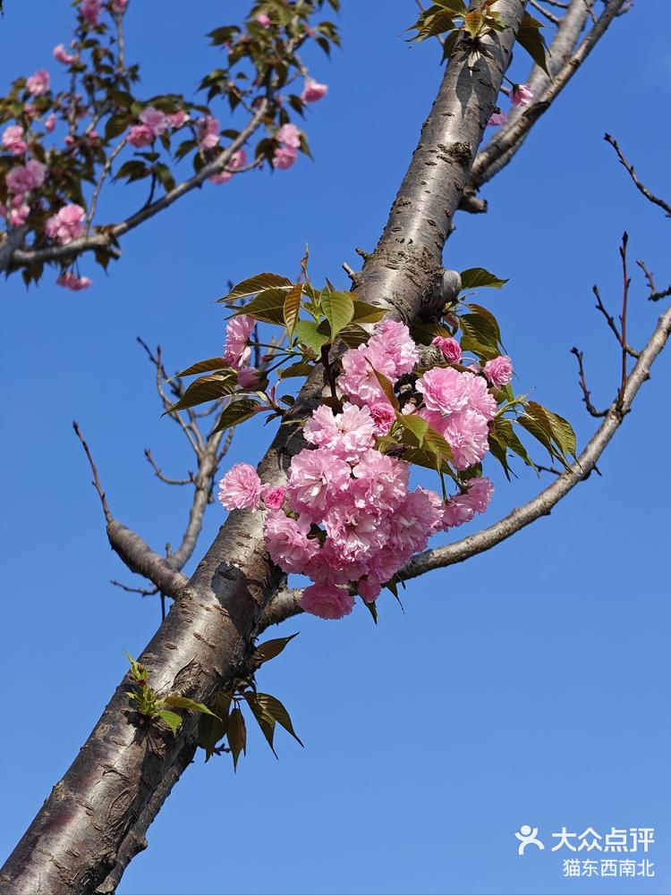 长沙月湖公园樱花图片