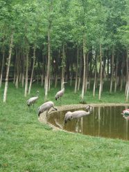 点击看大图 -上花轿婚纱摄影